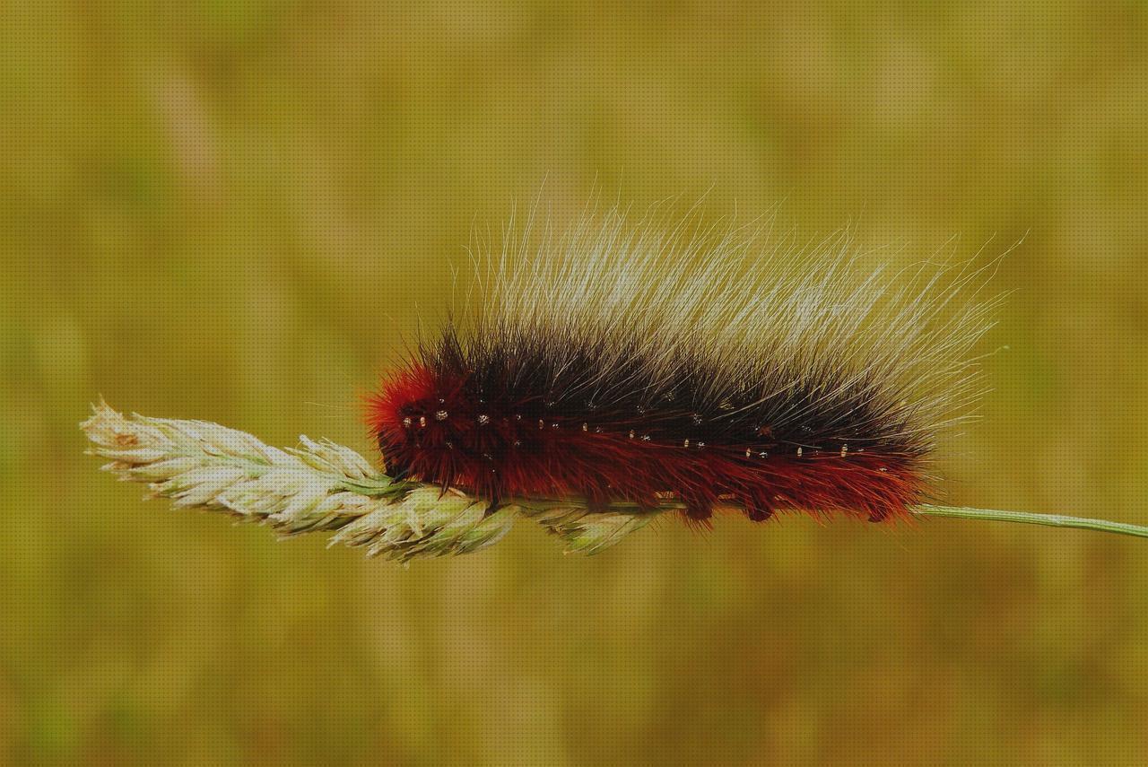 Análisis de los 5 mejores caterpillar de hombres bajo análisis