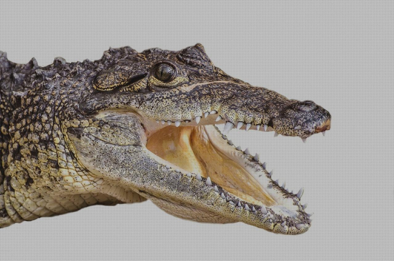 Las mejores marcas de casacas cazadora de cuero marron hombre