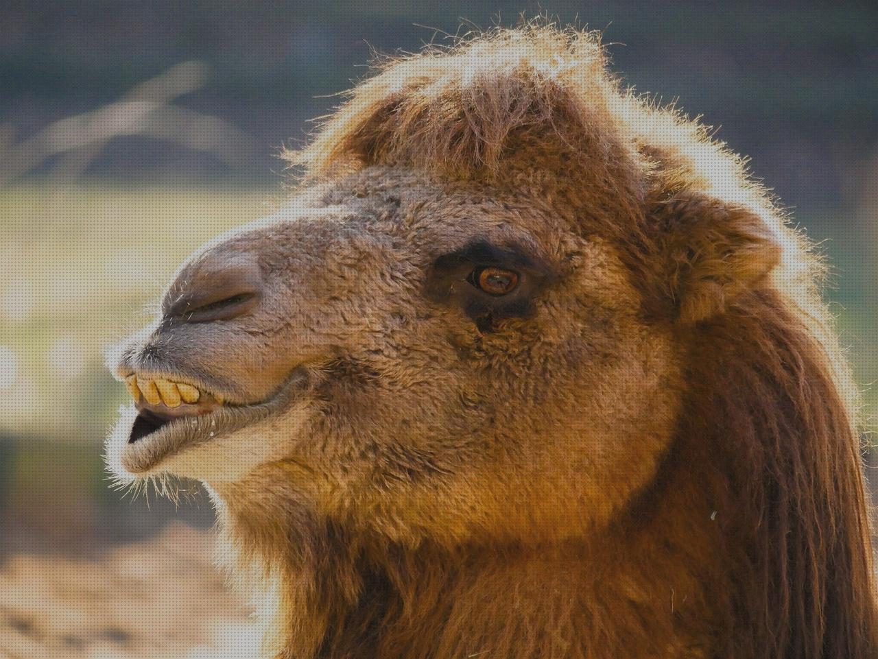 Las mejores marcas de dentadura perfecta hombre