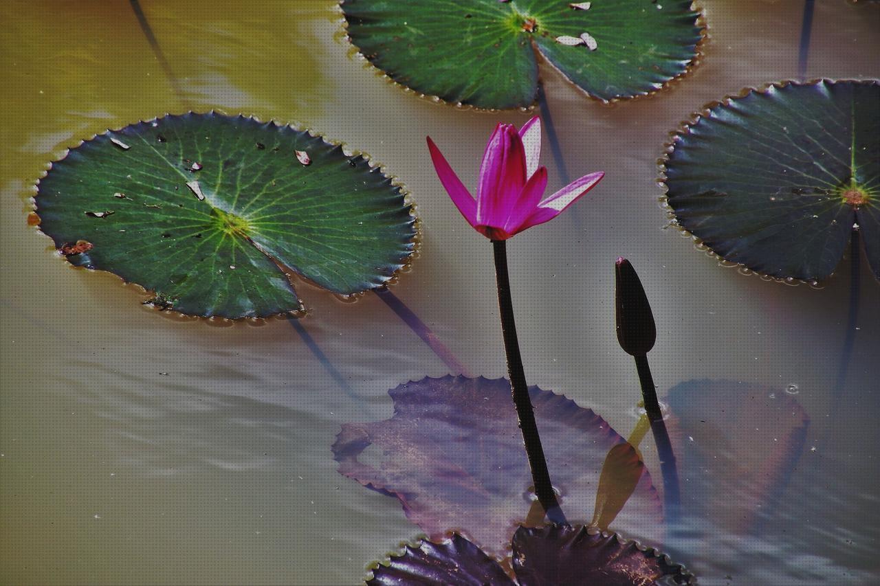 ¿Dónde poder comprar lotus hombre lotus hombre 10126 3?