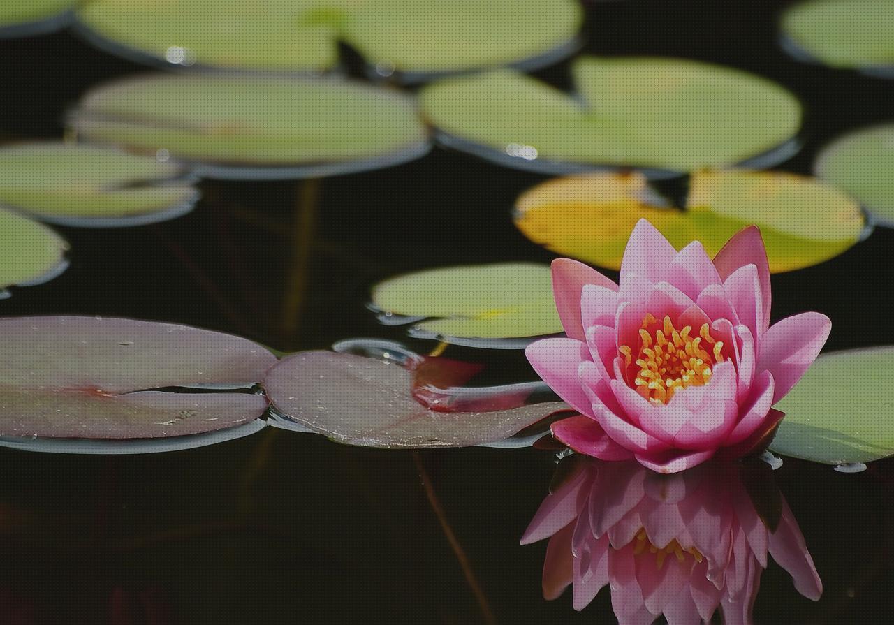 Análisis de los 15 mejores lotus de hombres 10126 3