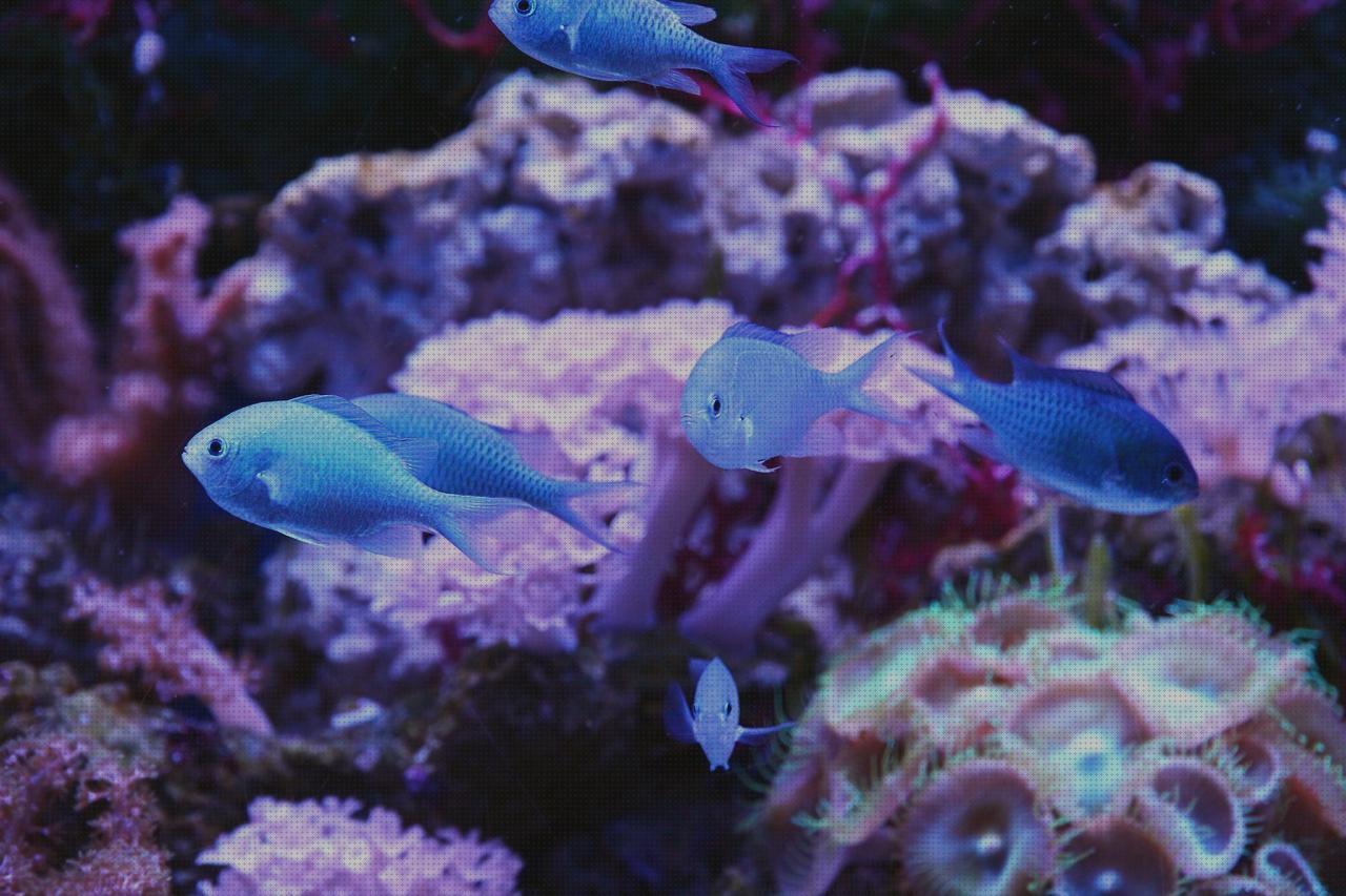 Las mejores azules nauticos hombre azules