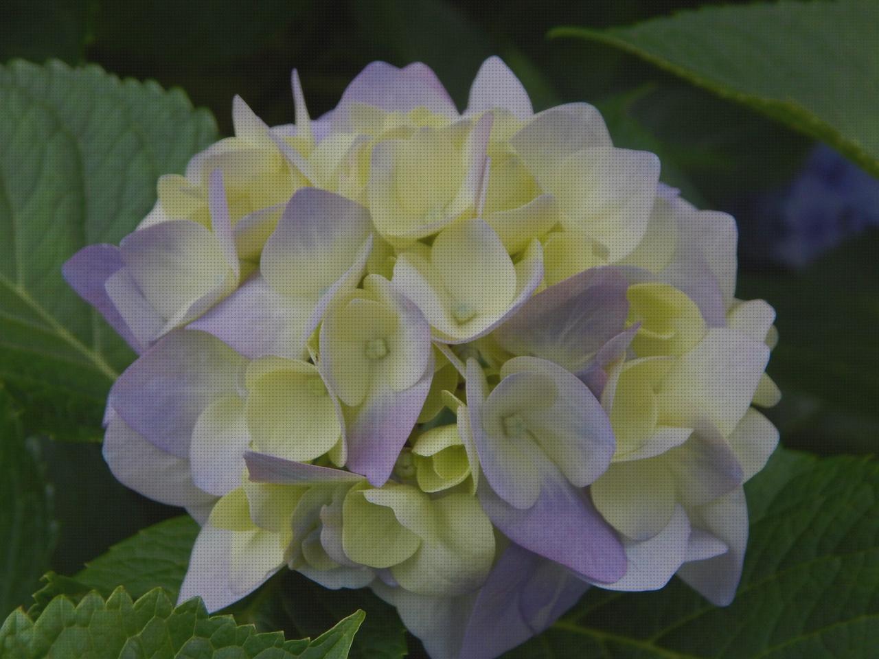 Las mejores marcas de camisa flores hombre Más sobre perfume dior hombre pantalon de flores hombre