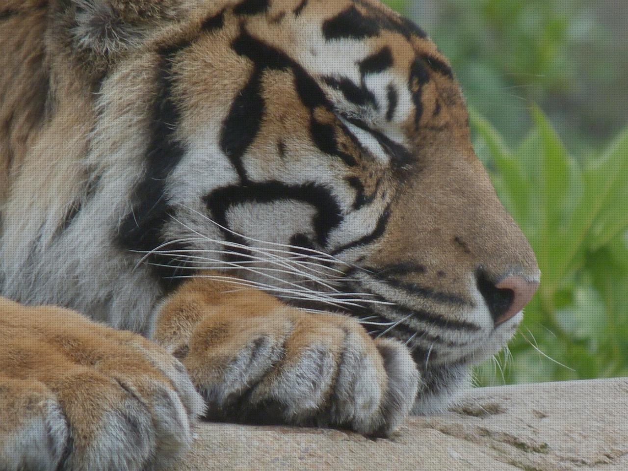 Los mejores 5 Pijamas Animales De Hombres